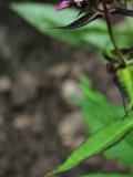养殖蚂蟥如何繁殖